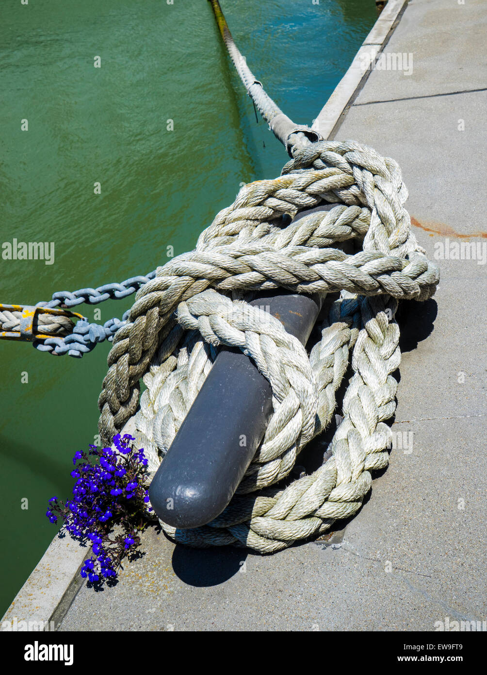 Dock Cleat and marine rope anchoring a boat with purple flowers Stock