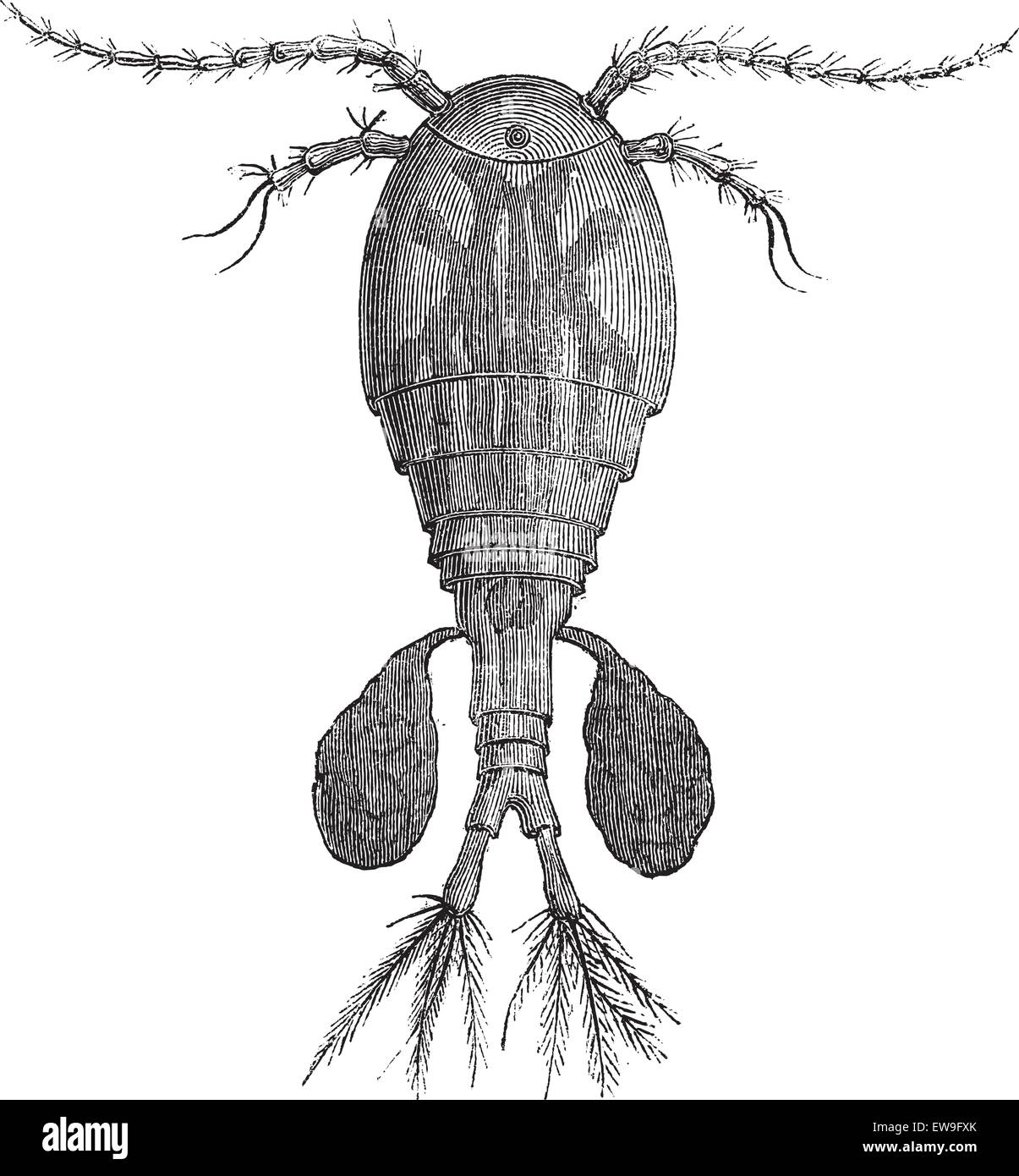 Freshwater Copepod or Cyclops sp., vintage engraved illustration. Le Magasin Pittoresque - Larive and Fleury - 1874 Stock Vector