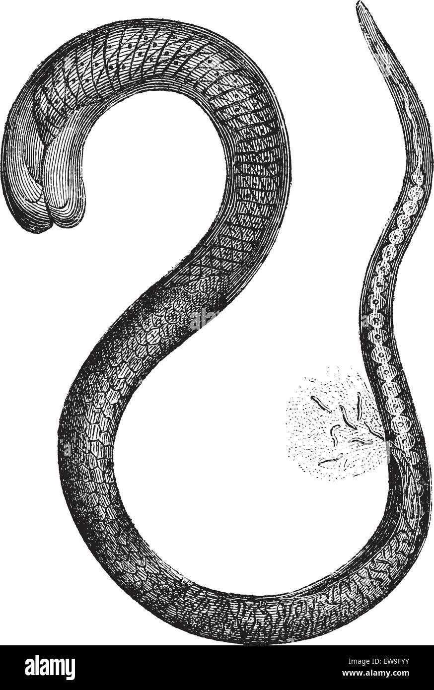 Fig. 2. Trichinella adult female, magnified 150 times, vintage engraved illustration. Magasin Pittoresque 1875. Stock Vector