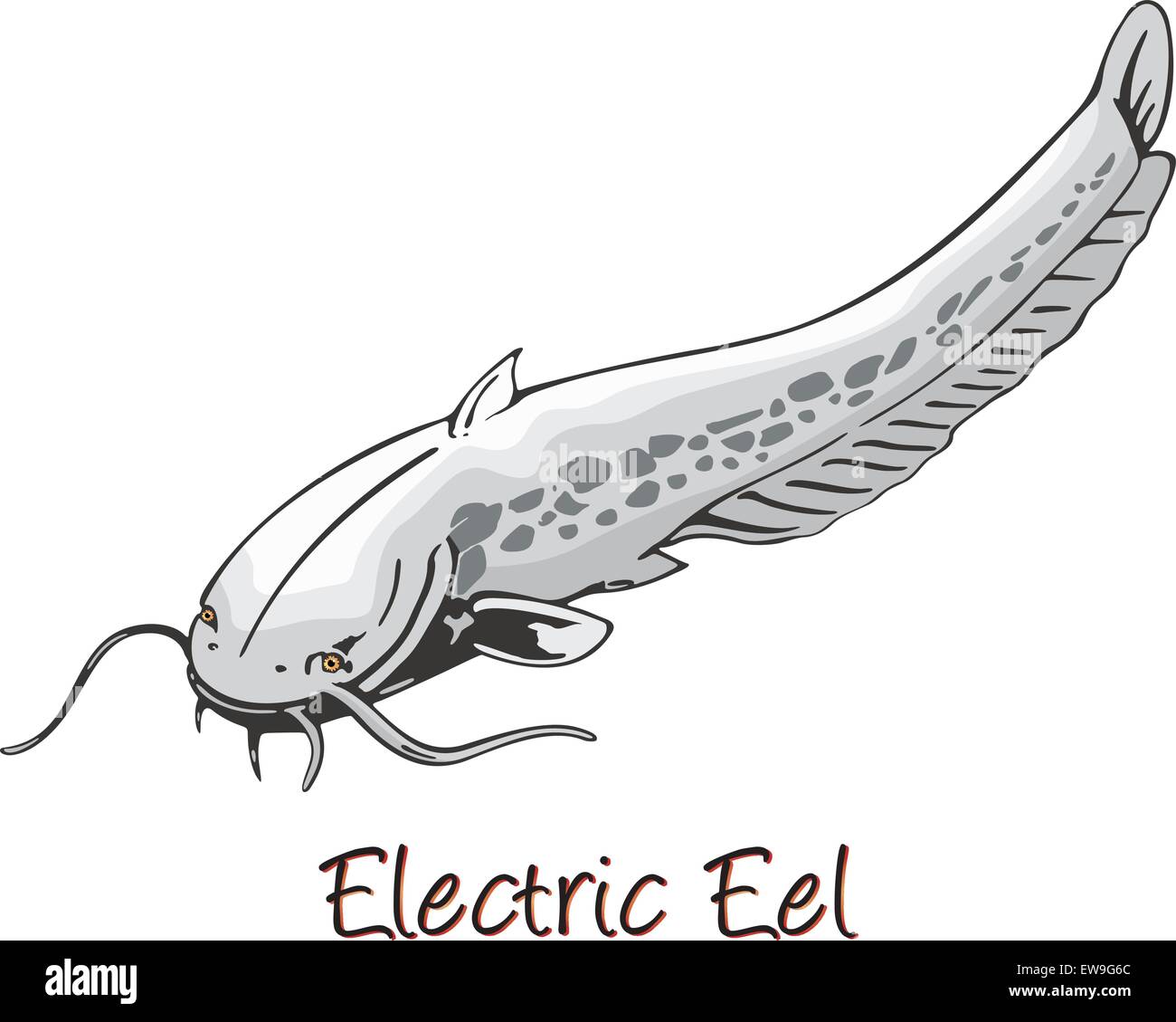 Electric Eel, Color Illustration Stock Vector