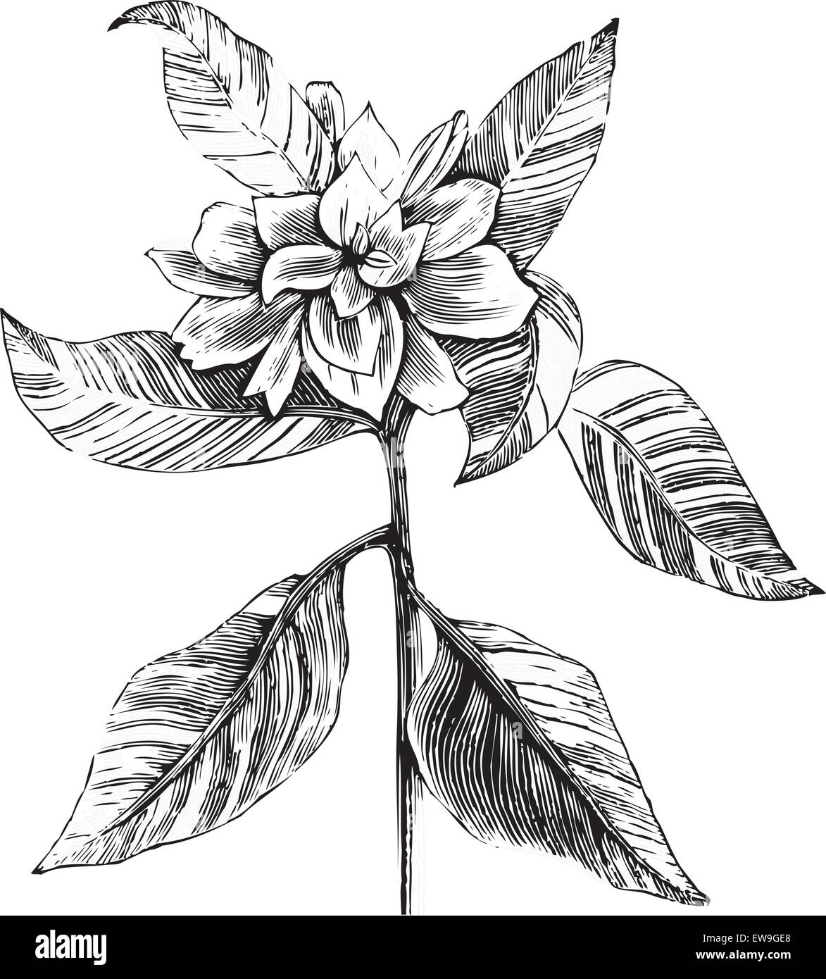 A common gardenia engraving illustration, in black and white, from Trousset encyclopedia 1886 - 1891. Stock Vector
