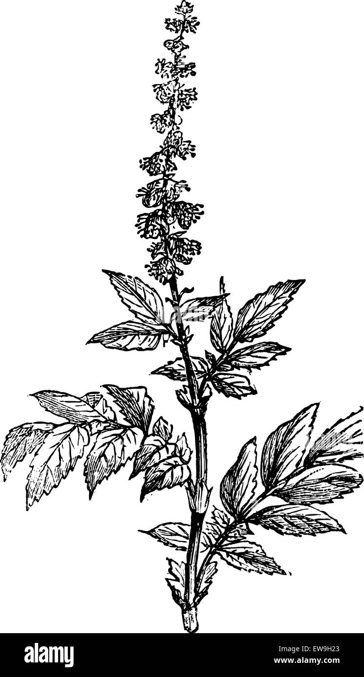Flowering of Agrimony or Agrimonia, vintage engraved illustration. Magasin Pittoresque 1875. Stock Vector