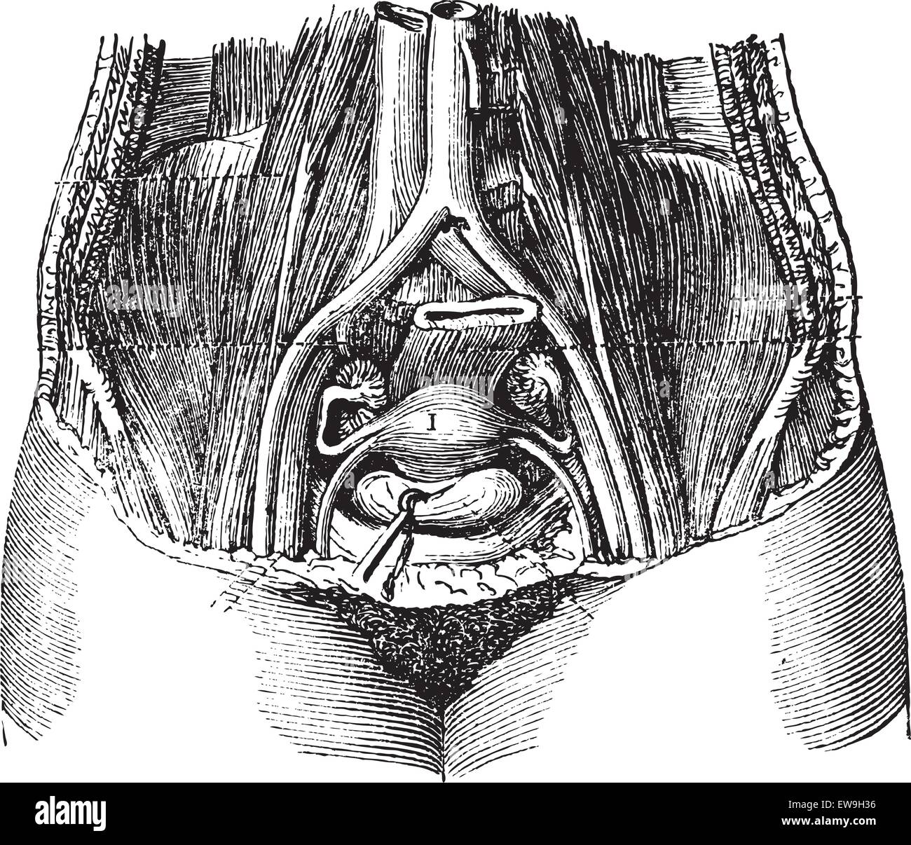 Fig. 162. Pool of women, with its soft parts, seen from top to bottom and front to back, vintage engraved illustration. Magasin  Stock Vector