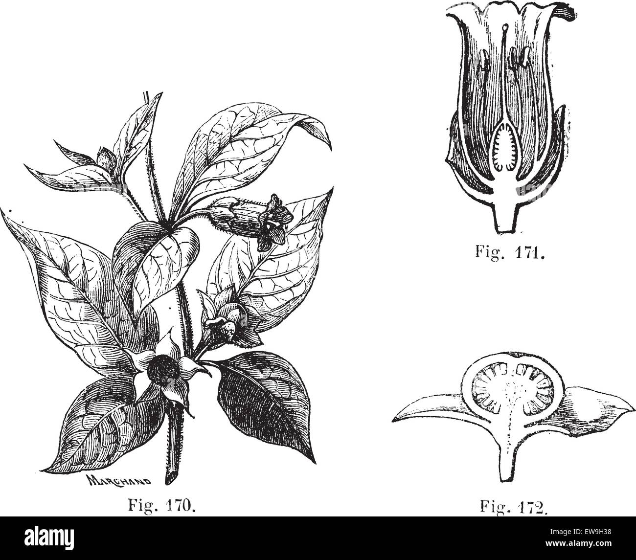 Fig. 170. Belladonna with its leaves, its flowers and fruits. Fig. 171. Cut flower of belladonna. Fig. 172. Cutting the fruit of Stock Vector