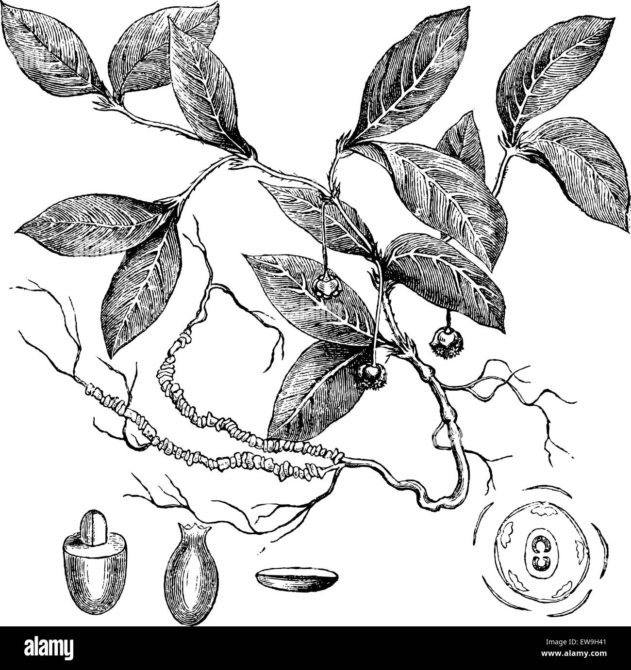 Ipecacuanha or Carapichea ipecacuanha, showing flowers and roots, vintage engraved illustration. Usual Medicine Dictionary by Dr Stock Vector