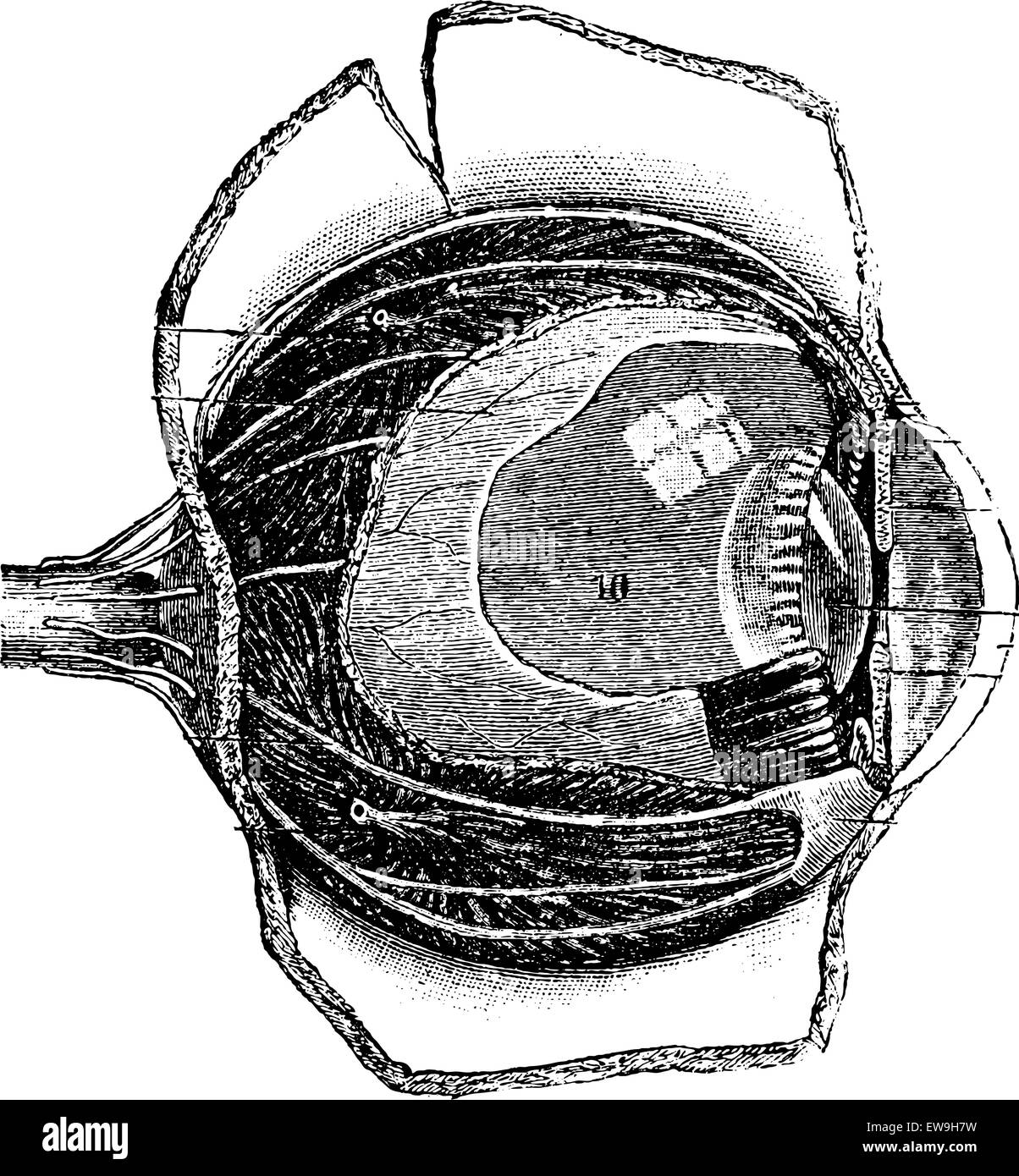 Anteroposterior Section of the Human Eye, vintage engraved illustration ...