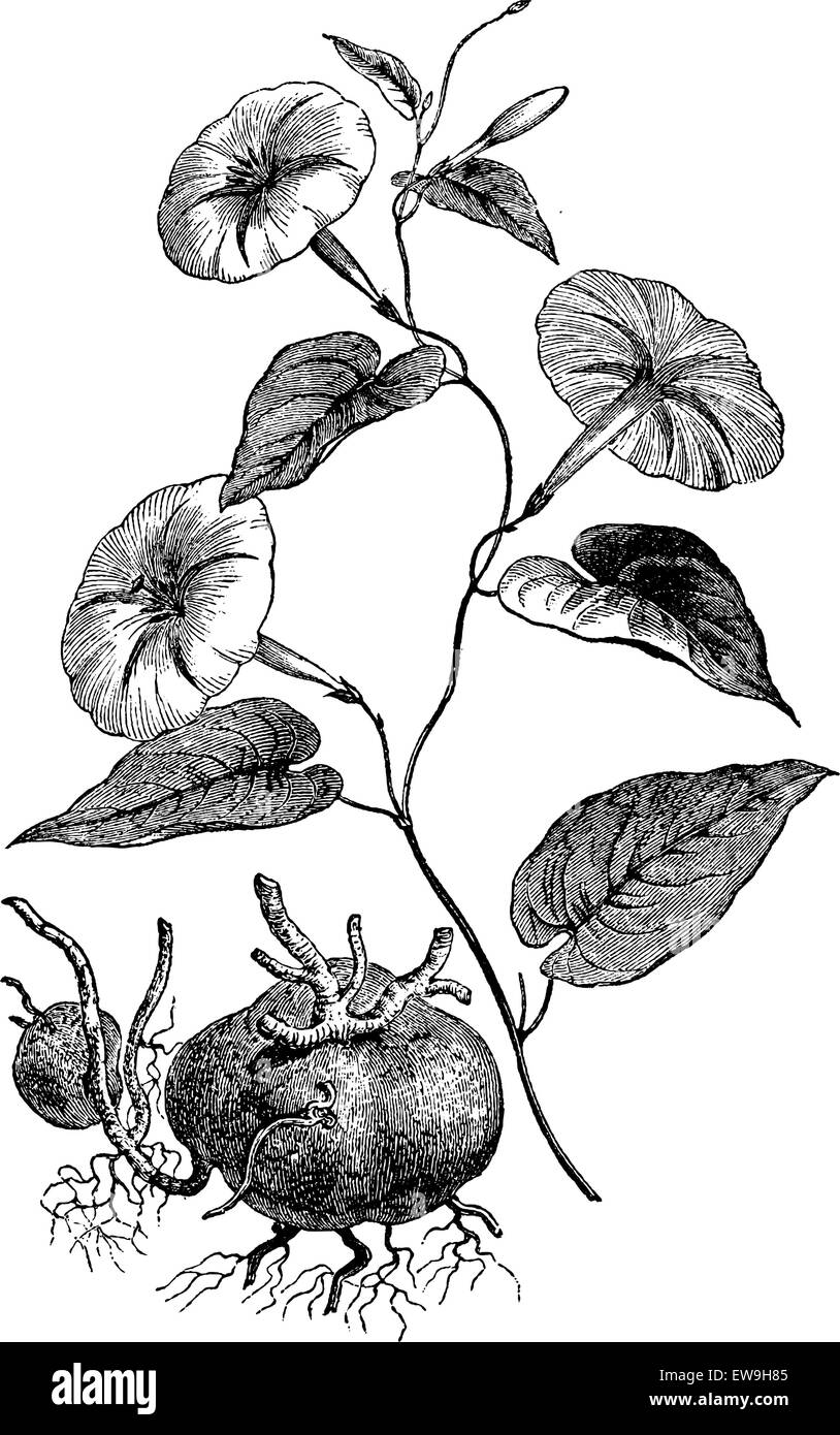 Jalap or Ipomoea purga, showing flowers and tuberous roots, vintage engraved illustration. Usual Medicine Dictionary by Dr Labar Stock Vector