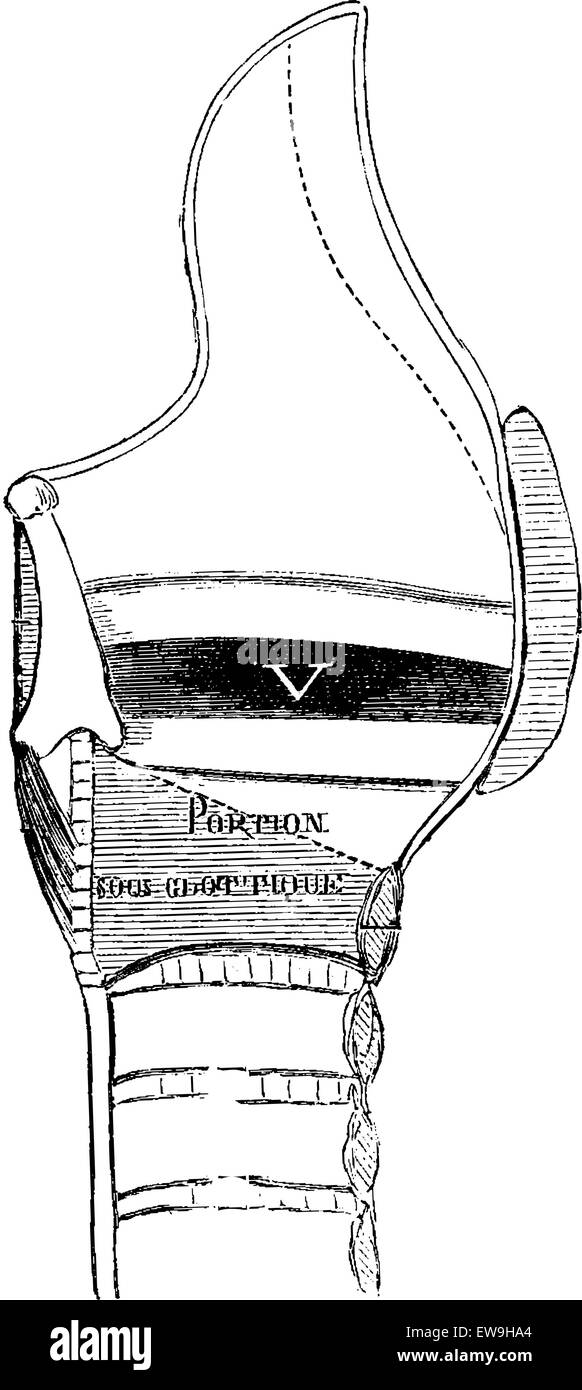Median Section of the Larynx, vintage engraved illustration. Usual Medicine Dictionary by Dr Labarthe - 1885 Stock Vector