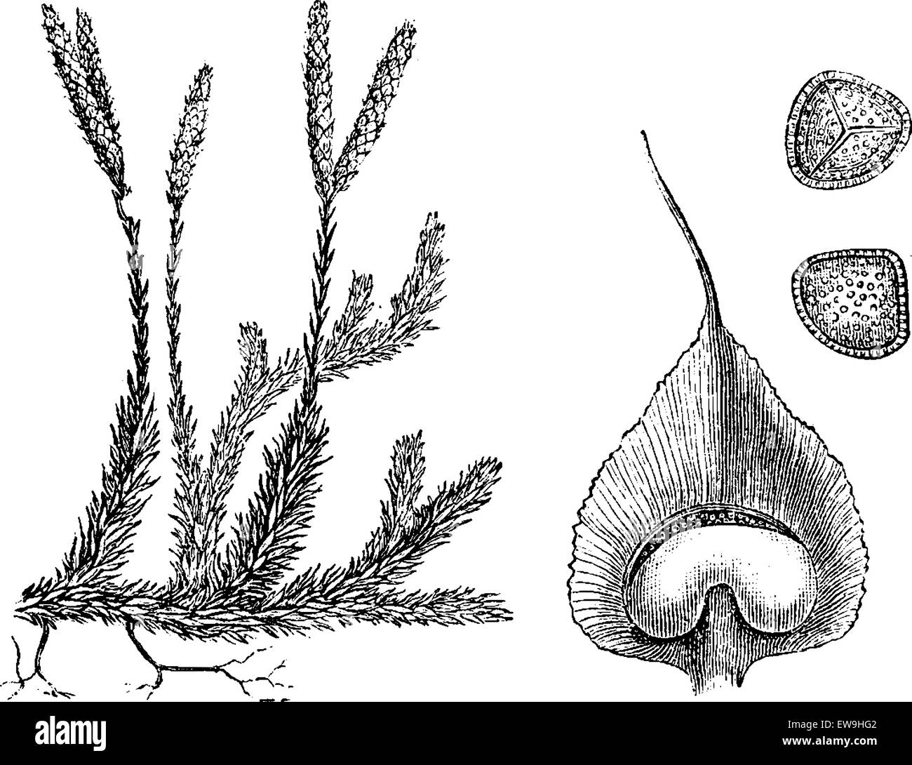 Lycopodium or Ground pines or Creeping cedar, vintage engraved illustration. Usual Medicine Dictionary - Paul Labarthe - 1885. Stock Vector