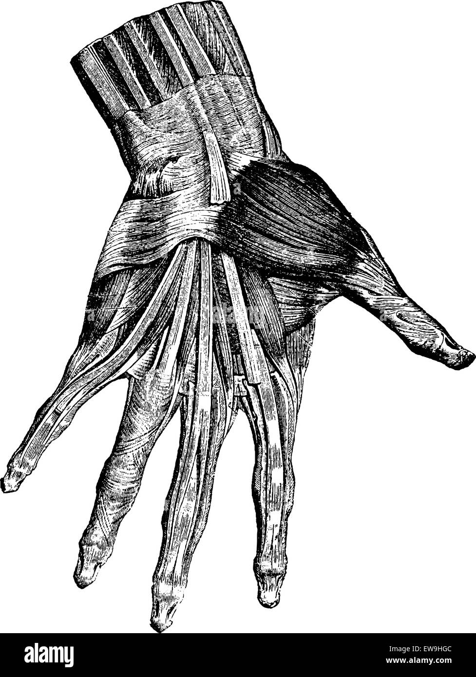 Hand Mucles Drawing Muscles of the hand (superficial layer), vintage engraved illustration ...