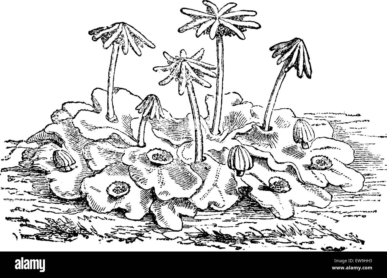 Marchantia polymorpha female or common liverwort  or umbrella liverwort, vintage engraved illustration. Usual Medicine Dictionar Stock Vector