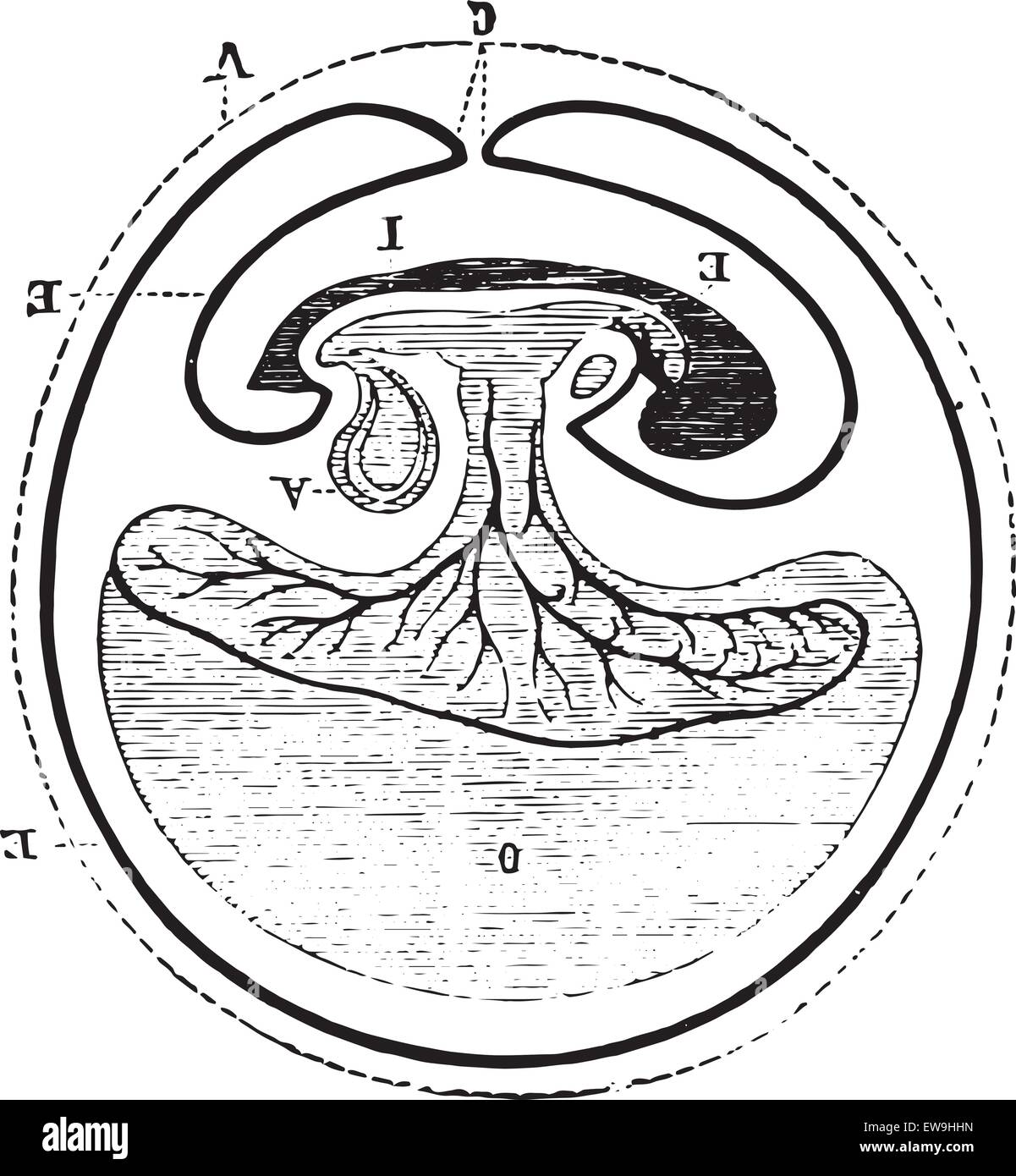Origin of allantoic, vintage engraved illustration. Usual Medicine Dictionary - Paul Labarthe - 1885. Stock Vector