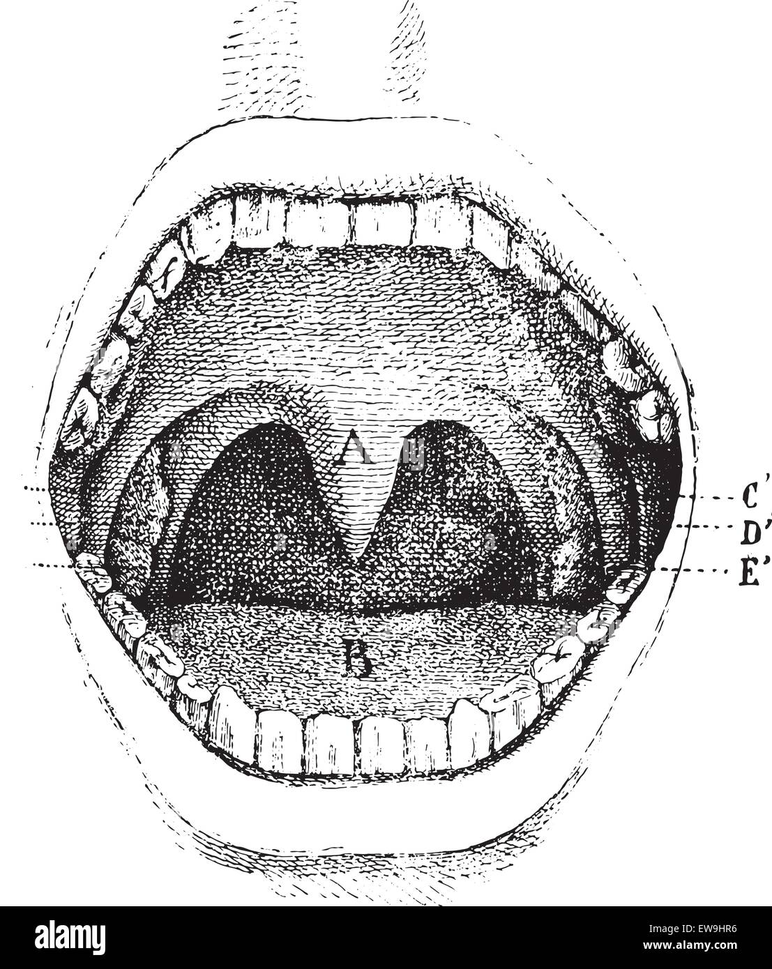 Mouth (inside of the cavity), vintage engraved illustration. Usual Medicine Dictionary - Paul Labarthe - 1885. Stock Vector