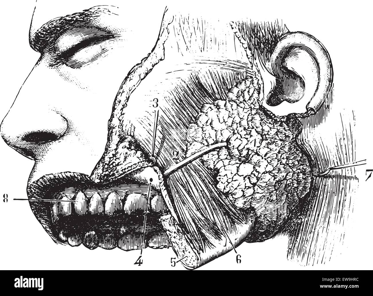 Parotid gland and duct Steno, vintage engraved illustration. Usual Medicine Dictionary - Paul Labarthe - 1885. Stock Vector