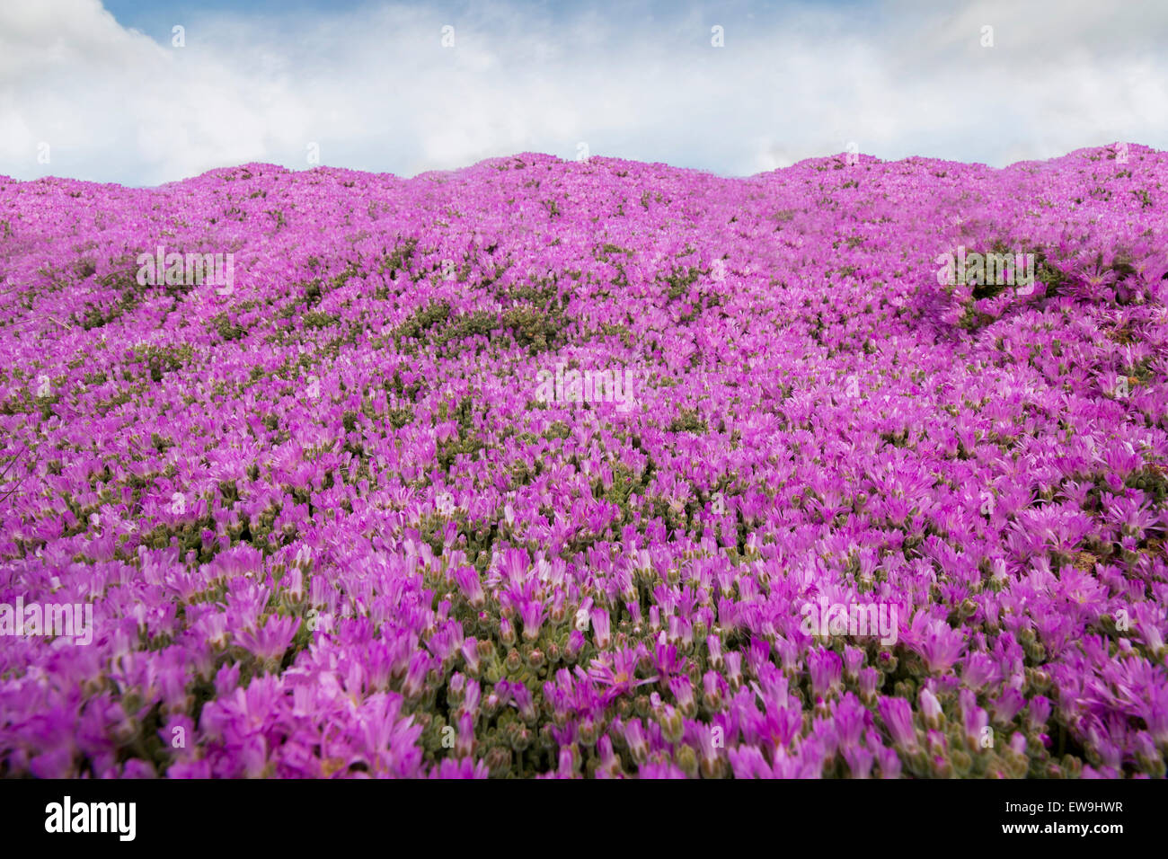 Succulent ground cover plant hi-res stock photography and images - Alamy