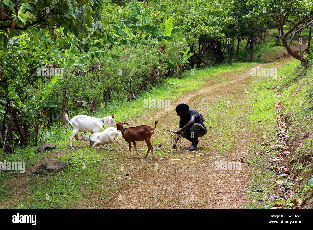 Man tending to a goat in Grenada Stock Photo
