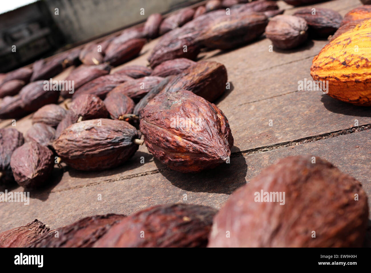 dried cocoa pods close up Stock Photo