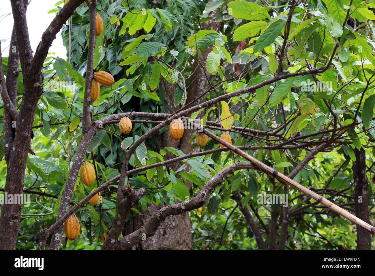 cocoa pods in trees being cut down with knife on stick Stock Photo