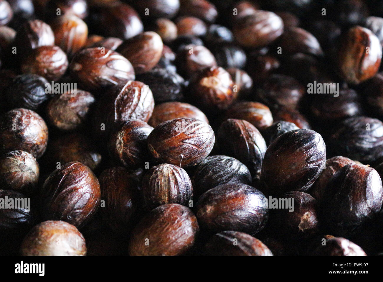 Nutmeg plant hi-res stock photography and images - Alamy