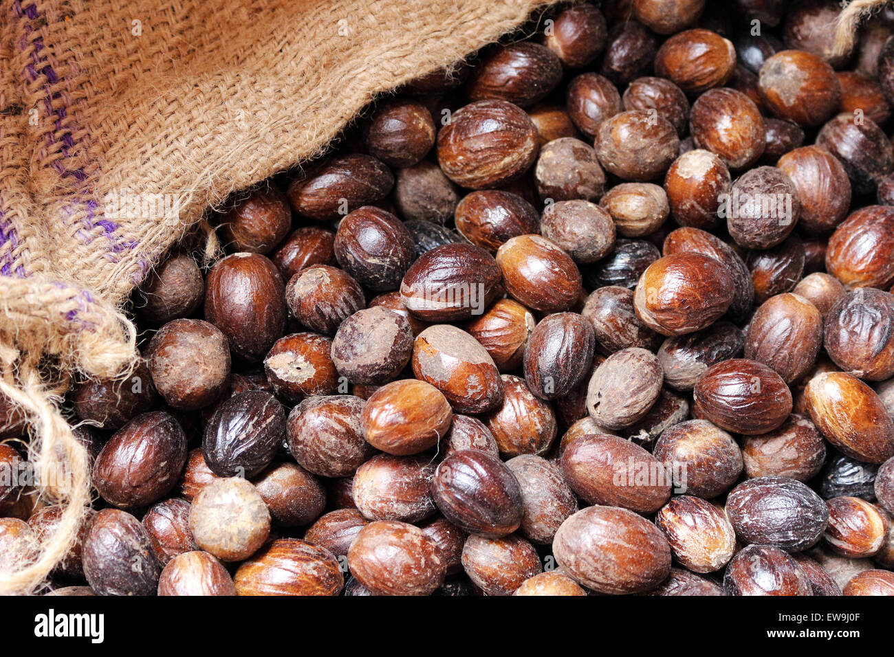 Nutmeg plant hi-res stock photography and images - Alamy