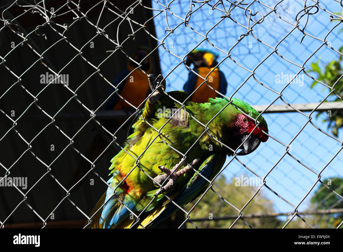 Parrot in cage hires stock photography and images Alamy