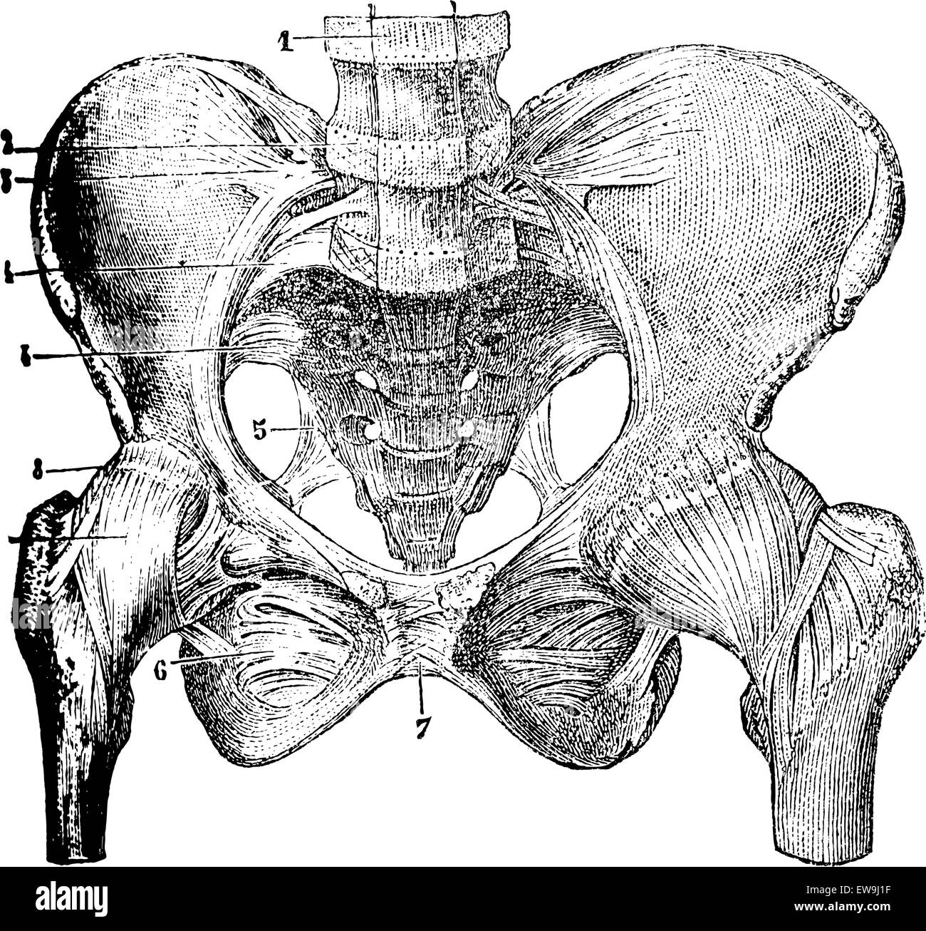 Representing the joints of the pelvic bones, vintage engraved illustration. Magasin Pittoresque 1875. Stock Vector