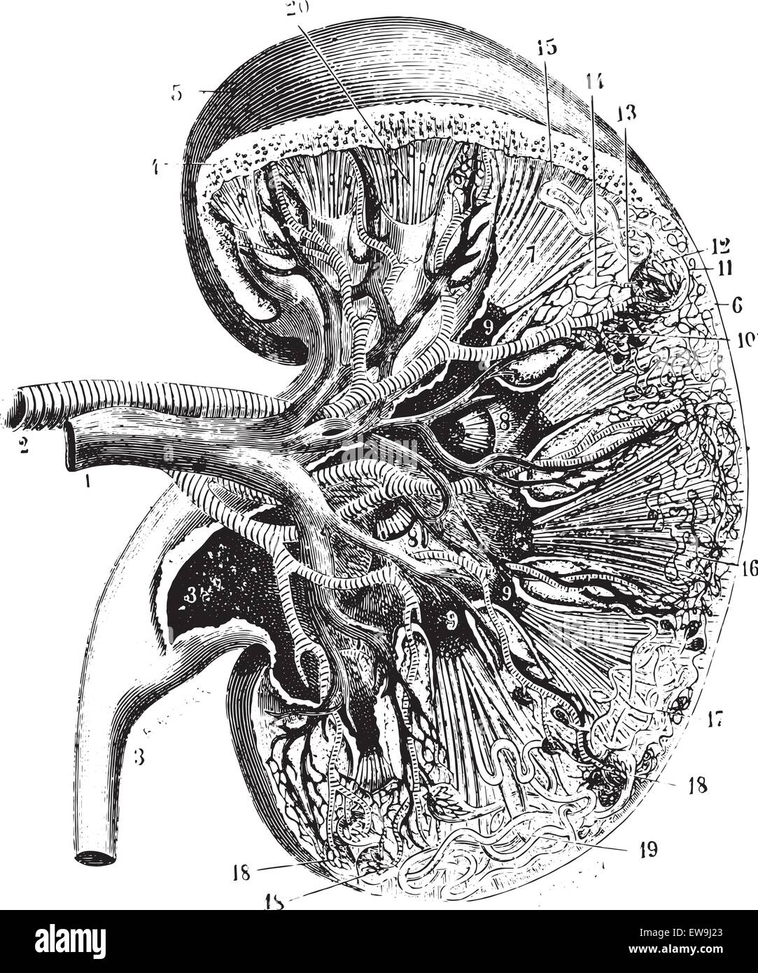 Kidney section, vintage engraved illustration. Usual Medicine Dictionary by Dr Labarthe - 1885. Stock Vector