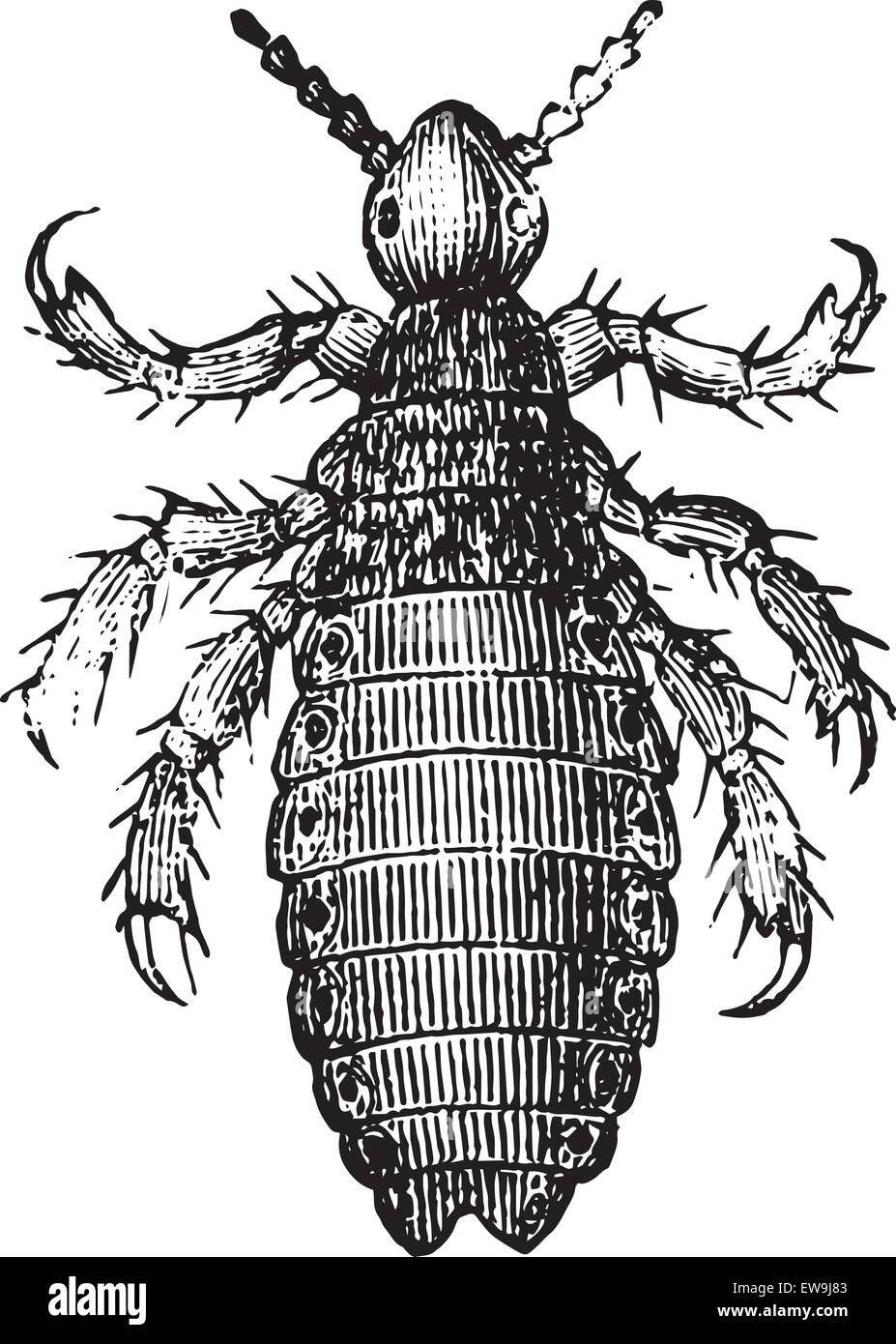 Head lice or Pediculus humanus capitis or Pediculus capitis or Head louse, vintage engraved illustration. Usual Medicine Diction Stock Vector