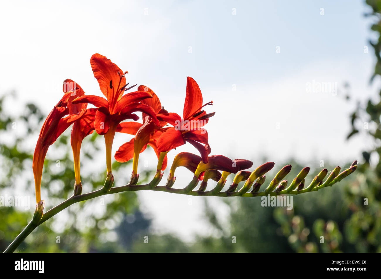 Backlit view of red Crocosmia flower Stock Photo