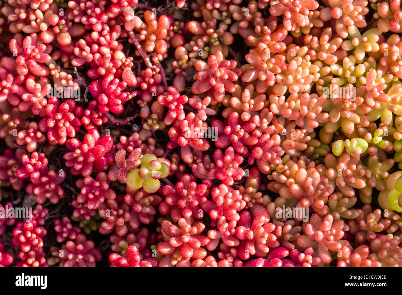 Sedum or sempervivum plants with round red leaves Stock Photo