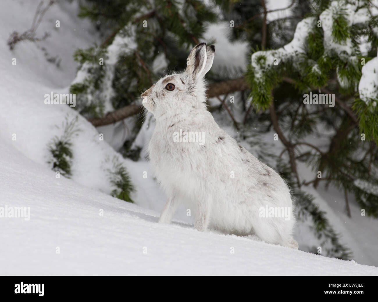 Blue mountain hare in winter fur Stock Photo