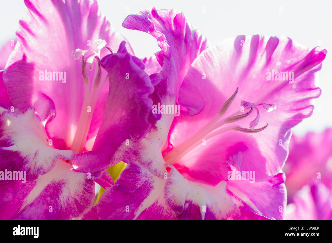 High key backlit image of flower for background Stock Photo