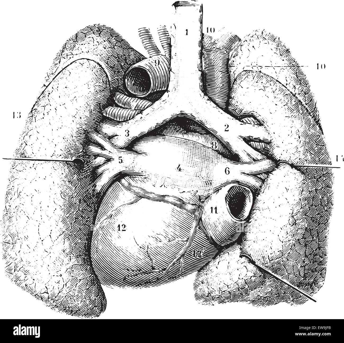 Main reports of the lungs. (Thoracic organs seen by their posterior), vintage engraved illustration. Usual Medicine Dictionary b Stock Vector