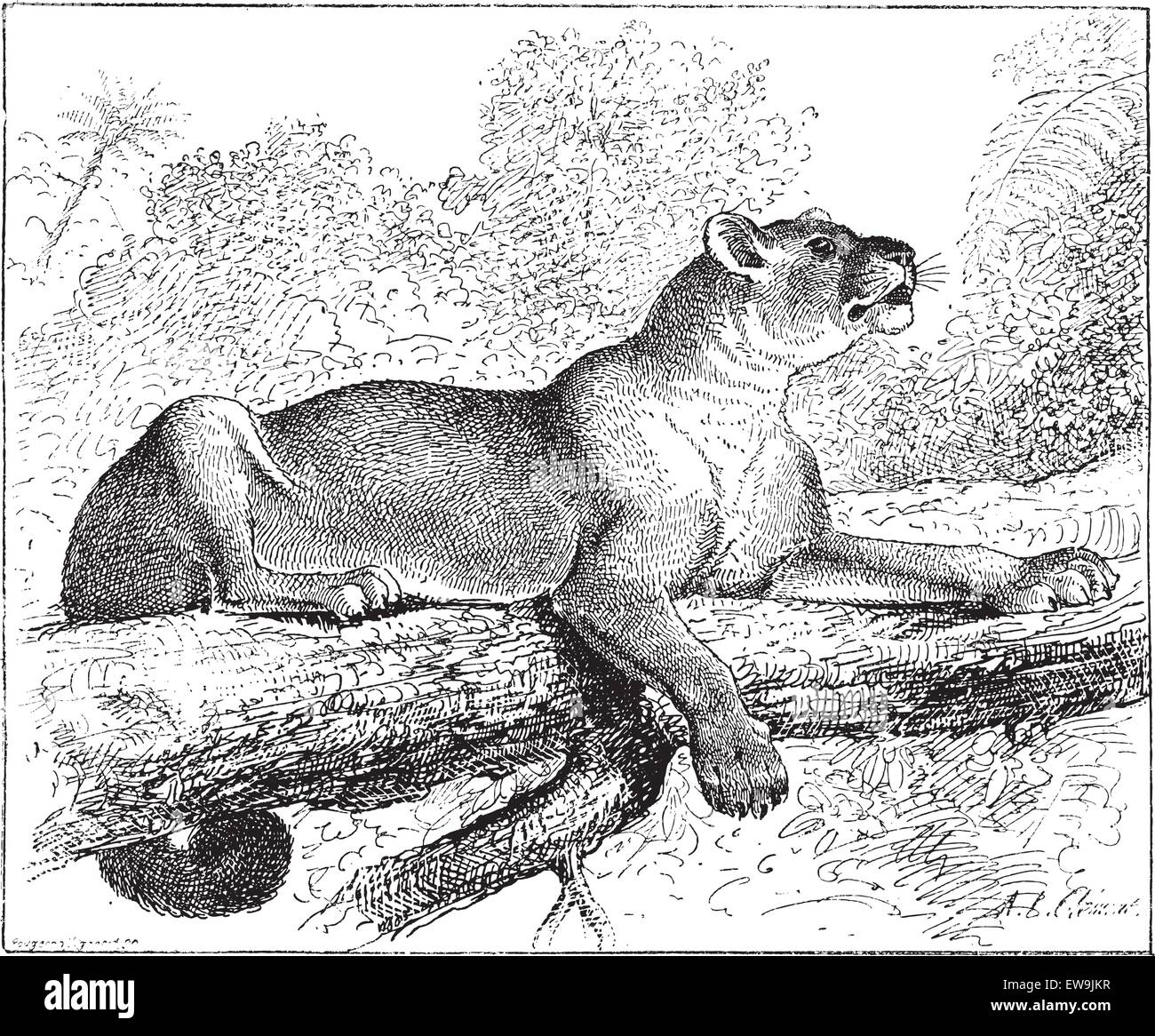 Puma or cougar or mountain lion or catamount or panther or mountain cat, vintage engraved illustration. Dictionary of words and  Stock Vector