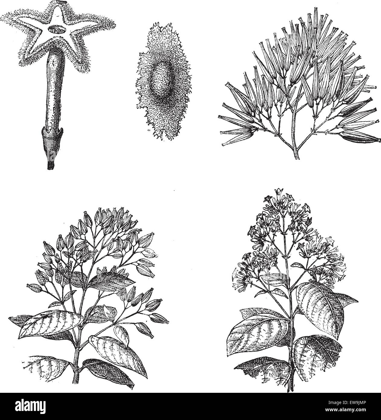 Old engraved illustration of three different species of Cinchona plant, 1,2) Flower and seed of Cinchona Calisaya, 3) Fruits of  Stock Vector