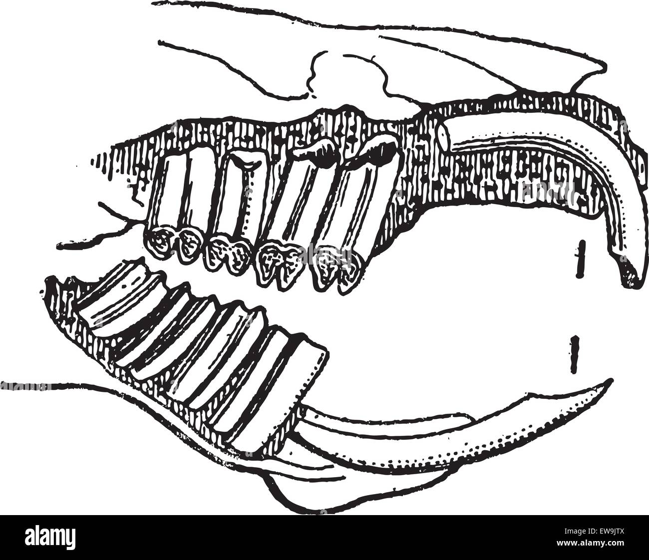 Rodent, Guinea pig jaw, vintage engraved illustration. Dictionary of words and things - Larive and Fleury - 1895. Stock Vector