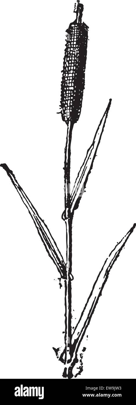 Reed, vintage engraved illustration. Dictionary of words and things ...
