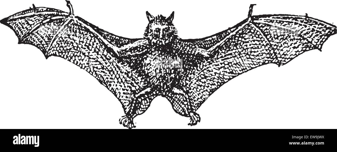 Rousettus Stock Vector Images Alamy