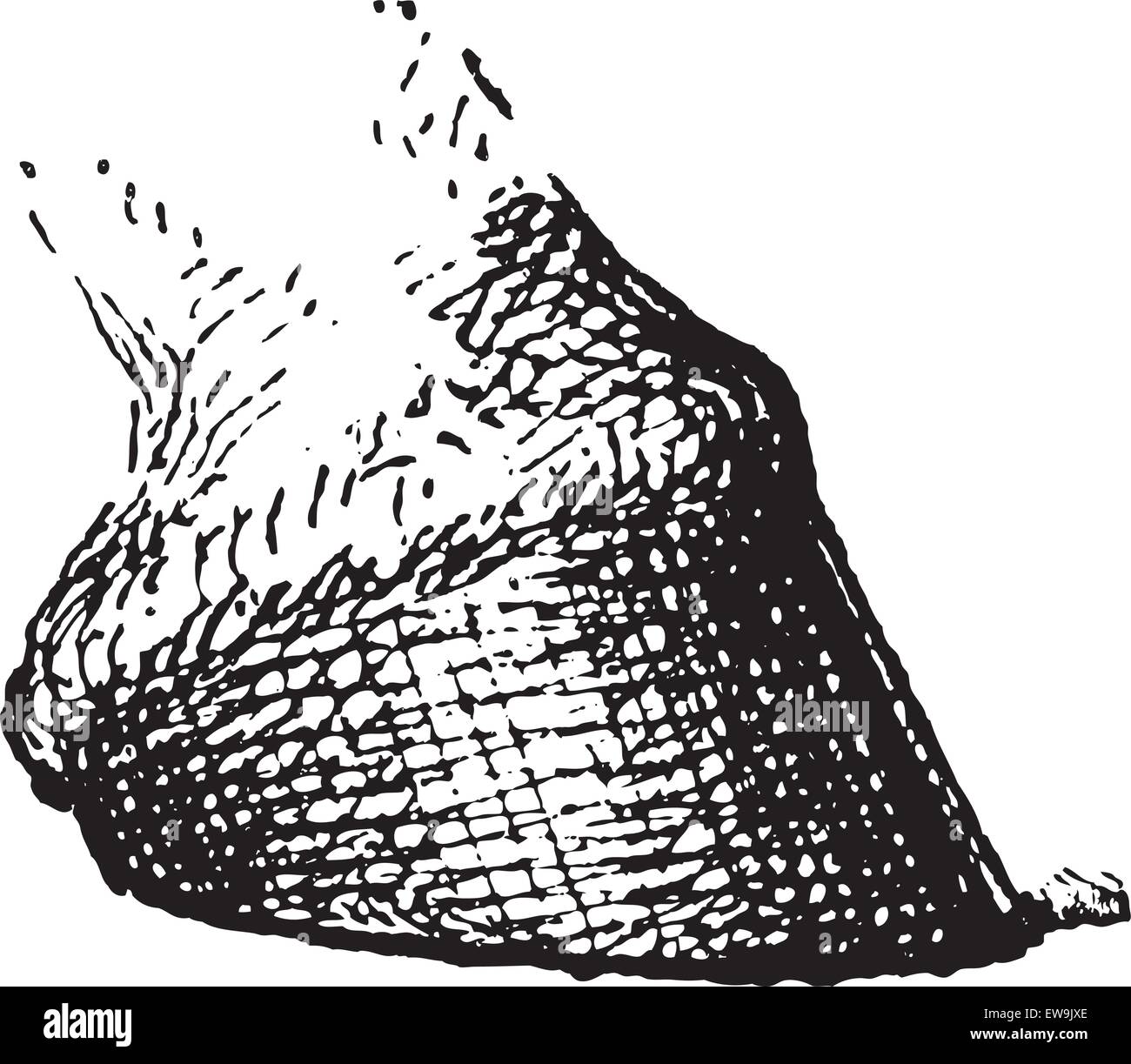 Horse hoof anatomy hires stock photography and images Alamy