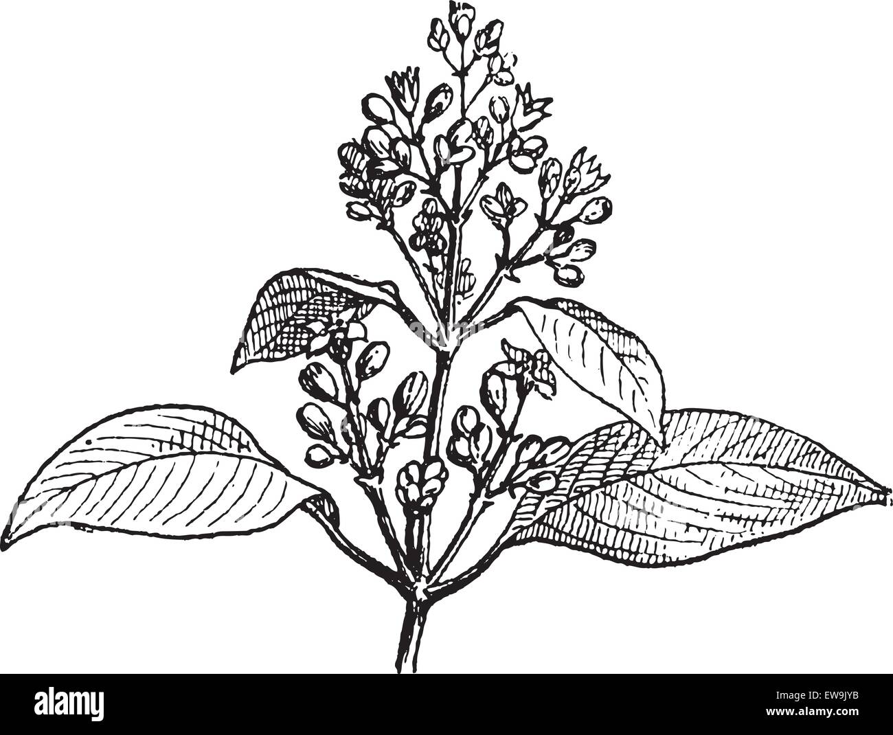 Sandalwood leaves and buds, vintage engraved illustration. Dictionary