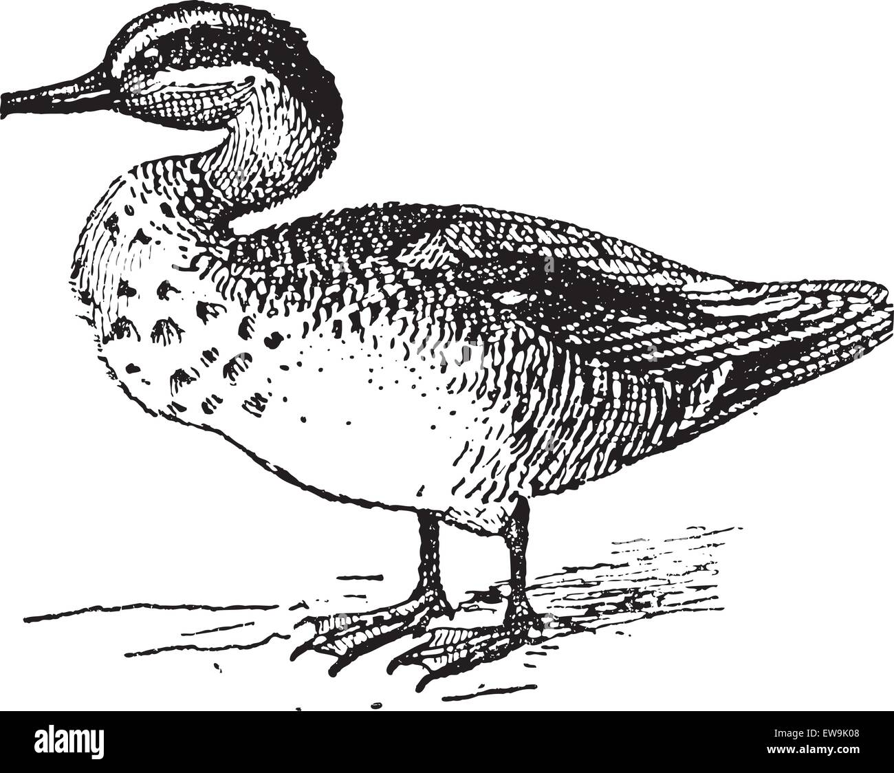 Common teal Stock Vector Images Alamy