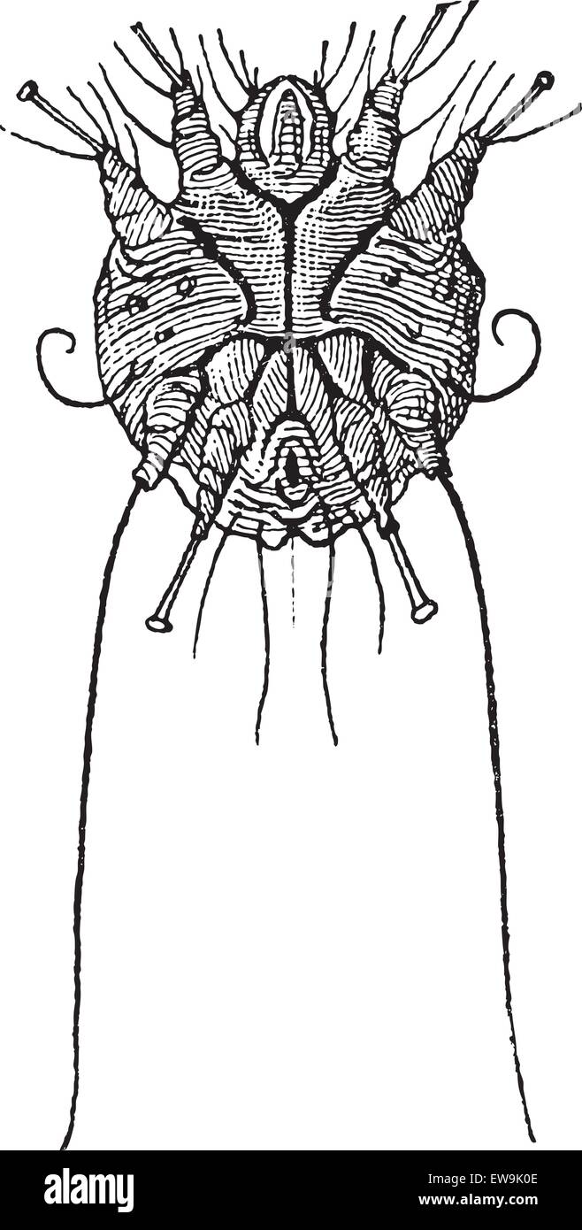 Old engraved illustration of Sarcoptes scabiei or itch mite, male. Dictionary of words and things - Larive and Fleury ? 1895 Stock Vector