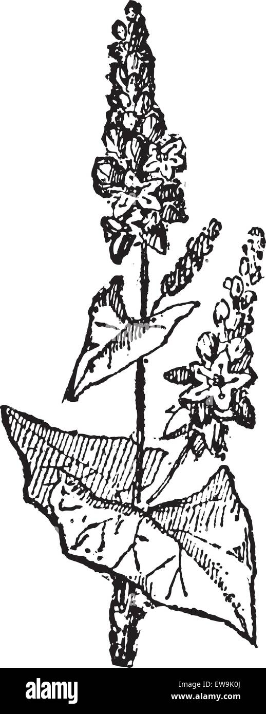 Old engraved illustration of Buckwheat or Fagopyrum esculentum or