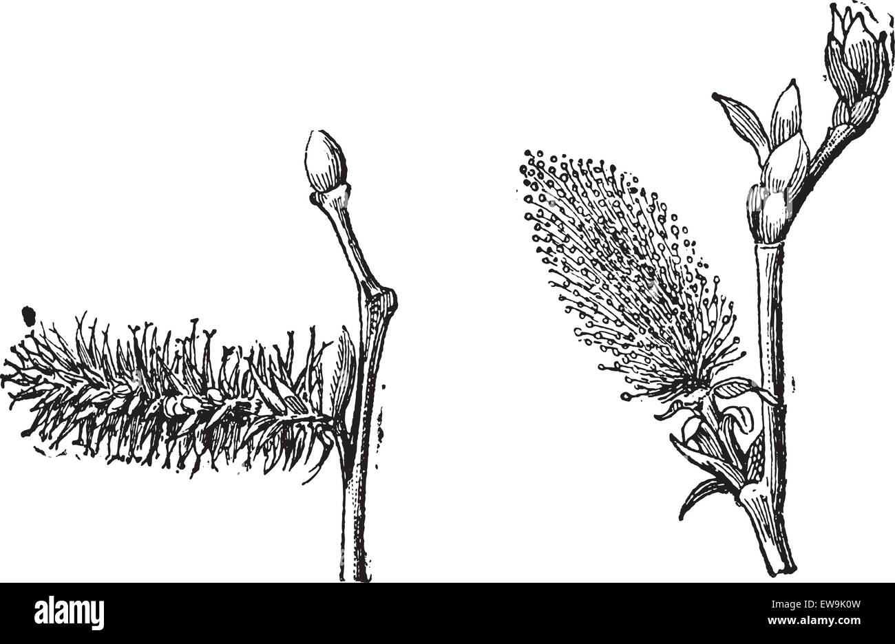 Old engraved illustration of Willow or sallow or osier with flower pistil and flower stamens isolated on a white background. Dic Stock Vector