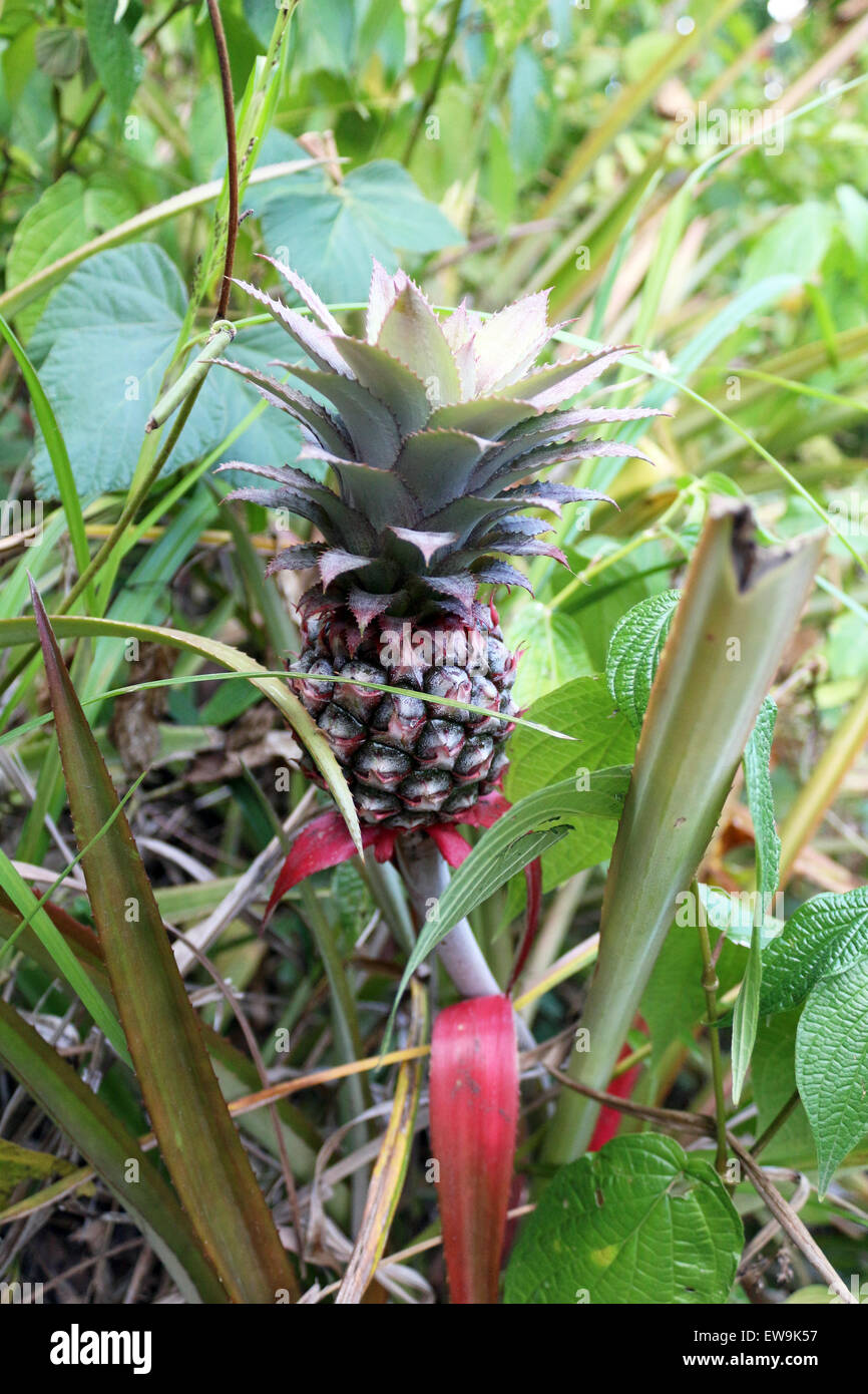 pineapple growing in nature Stock Photo Alamy