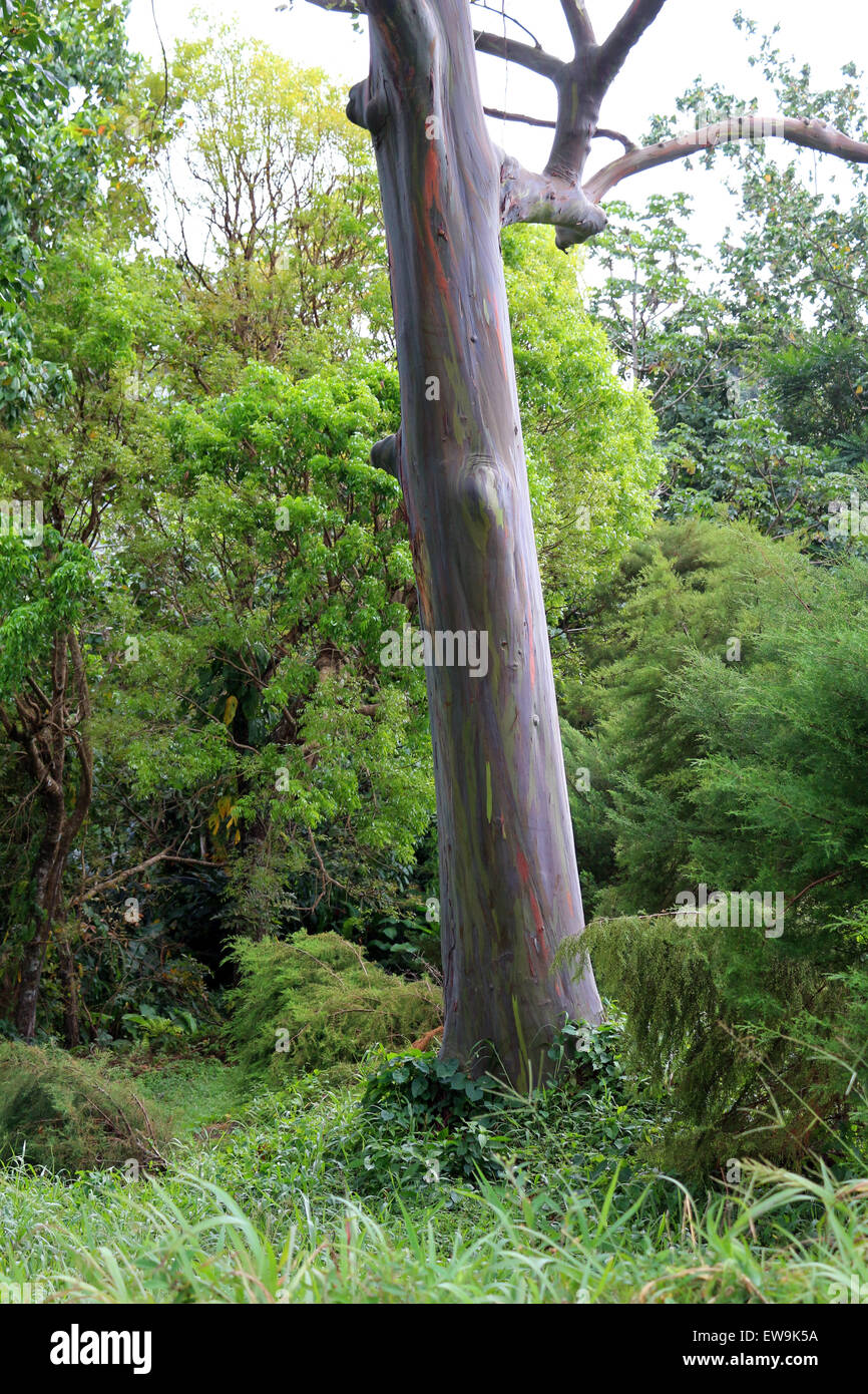 Rainbow Eucalyptus in Grenada Stock Photo