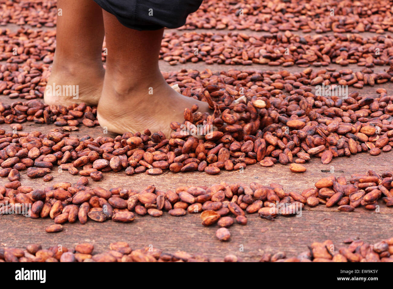 feet walking through cocoa beans Stock Photo