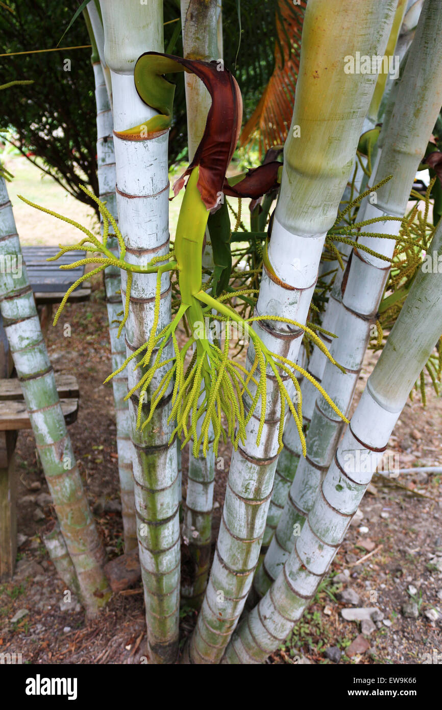 young banana plant Stock Photo Alamy