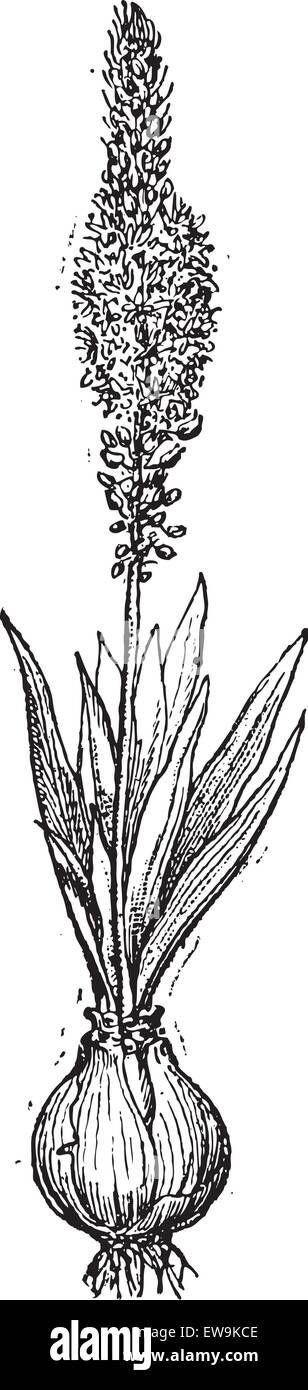 Squill or Drimia maritima or Sea squill or Red squill or Sea onion or Ein sit or Ada sogani, vintage engraved illustration. Dict Stock Vector