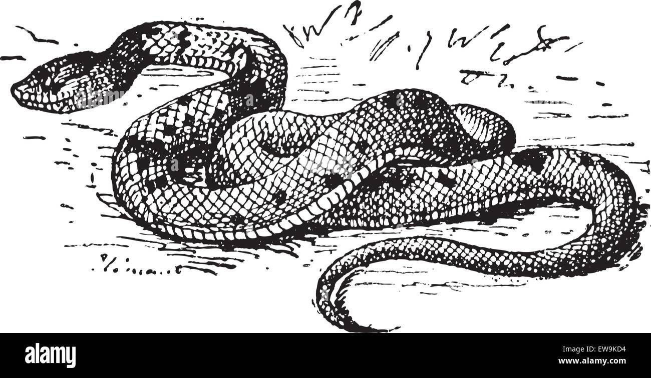 Copperhead snake vector Stock Vector Images - Alamy